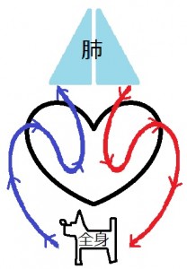 心臓循環図-208x300